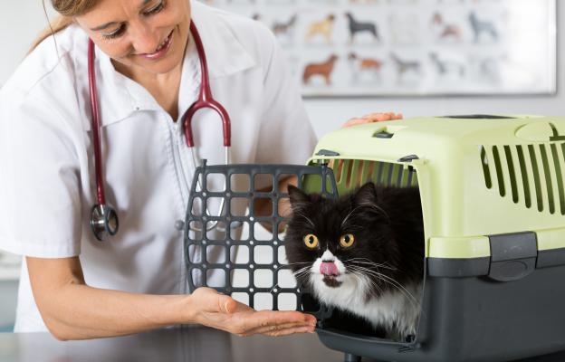 котка ветеринар