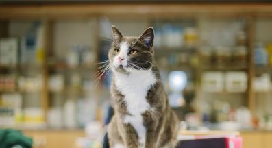 котка ветеринар