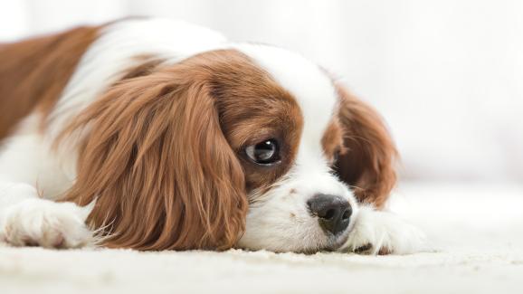 13 знака, че кучето ви е стресирано (или тъжно)