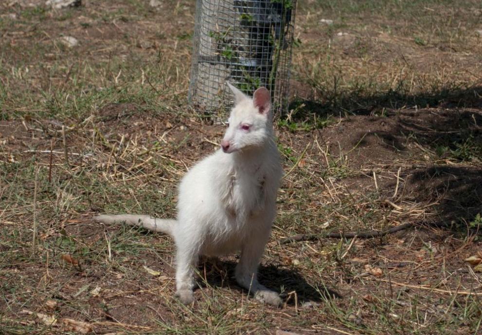  кенгуру в Стара Загора 