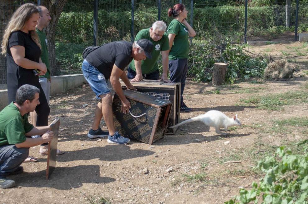 кенгура СтЗ