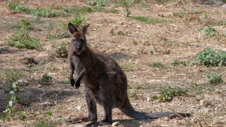 кенгура СтЗ