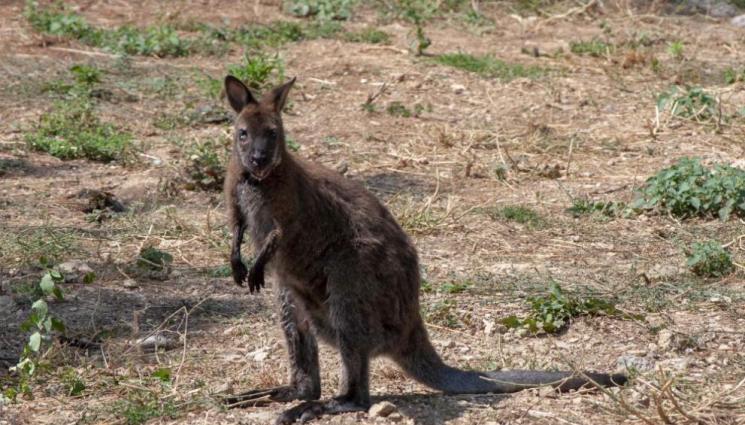 кенгура СтЗ - В Стара Загора вече имат кенгура (СНИМКИ)