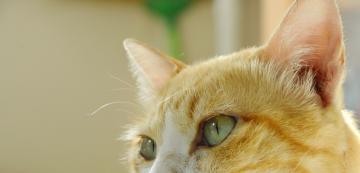 Защо котките имат процепи в ушите си