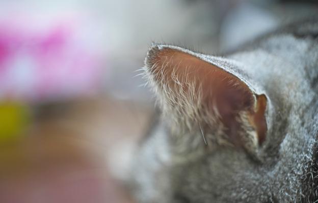 котка уши