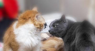 котки се бият