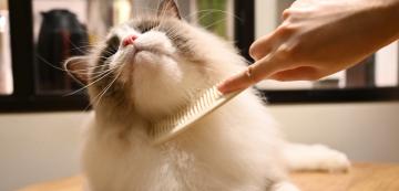 Как да използваме гребен, за да почистим бълхите от котката