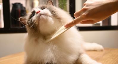 котка гребен