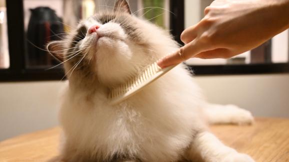 Как да използваме гребен, за да почистим бълхите от котката