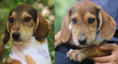 бездомни кучета за осиновяване