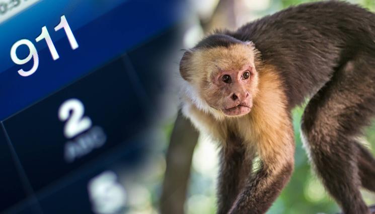 маймуна 911 - ЗА ЗЕЛЕН ХАЙВЕР: Маймуна набра 911, подлуди полицията