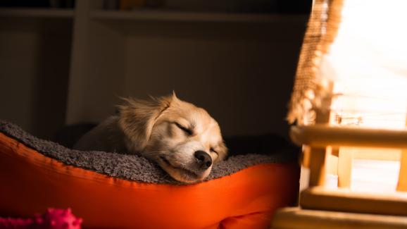 Как да спрем кученцето да хленчи през нощта