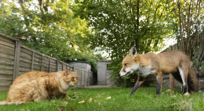 котка и лисица