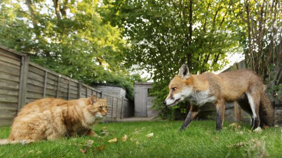 котка и лисица