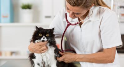 котка ветеринар