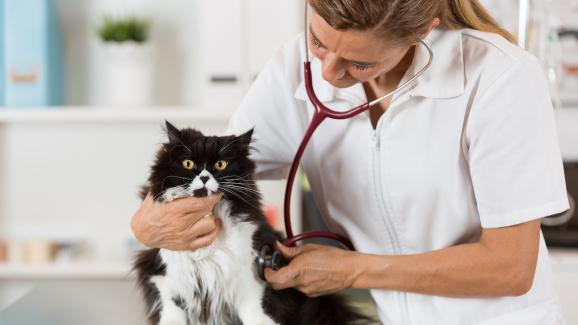 котка ветеринар
