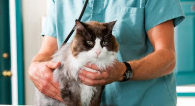 котка ветеринар