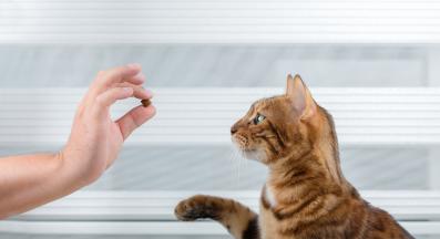 котка дресиране