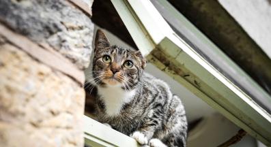 котка бяга от дома