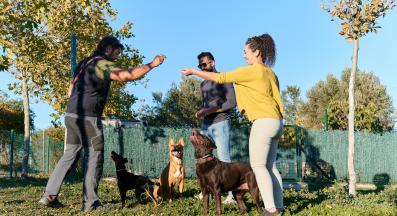 куче разходка парк