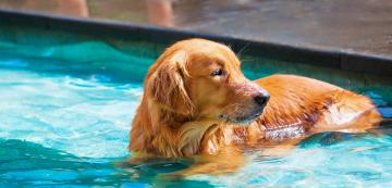 За какво да внимаваме, ако кучето ни се къпе в басейн