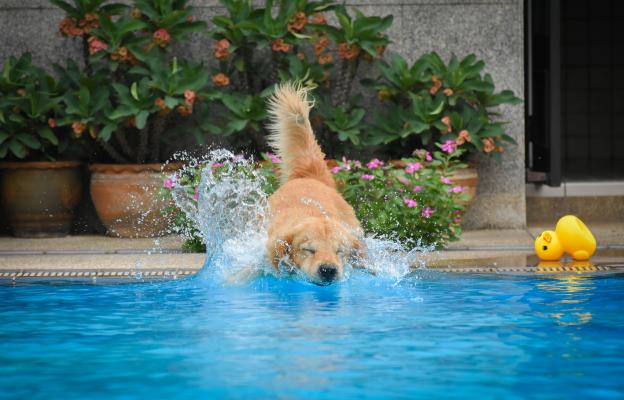 куче басейн