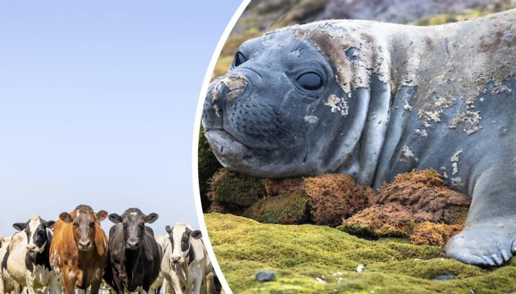 тюлен - ЕКСПЕДИЦИЯ: Тюлен-беглец скита из пасища, шокира крави и фермери (ВИДЕО)