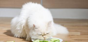 Защо веганските диети са опасни за котките
