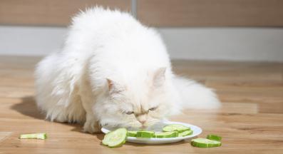 котка храна