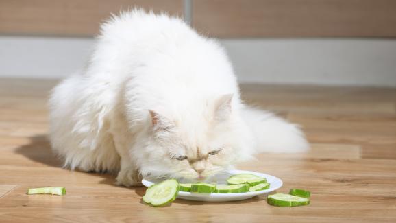 Защо веганските диети са опасни за котките