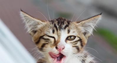 котка намигва