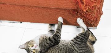 Защо котките толкова обичат да драскат дивана
