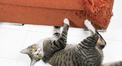 котка у дома пакост