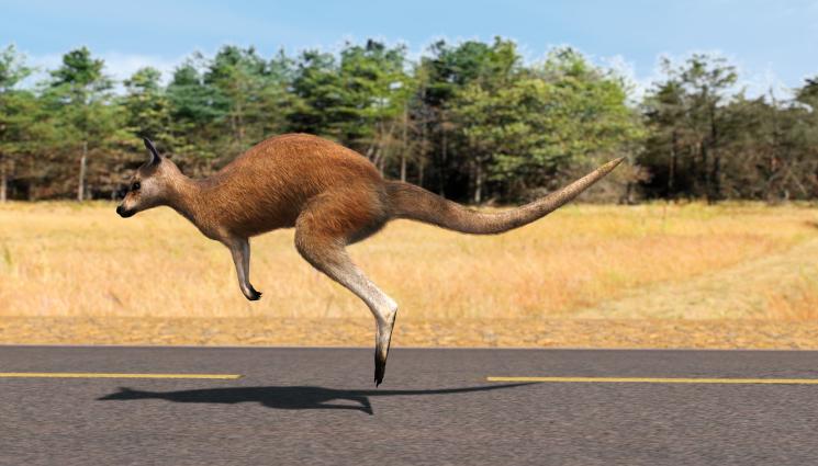 кенгуру - ПОД ОБСАДА: Стотици кенгурута окупираха курортен град в Австралия