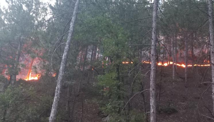 пожар - ЗАПАДНА БЪЛГАРИЯ В ПЛАМЪЦИ: Горски се борят с няколко пожара