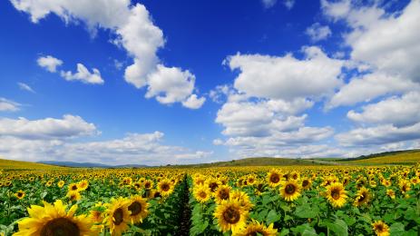 слънчоглед