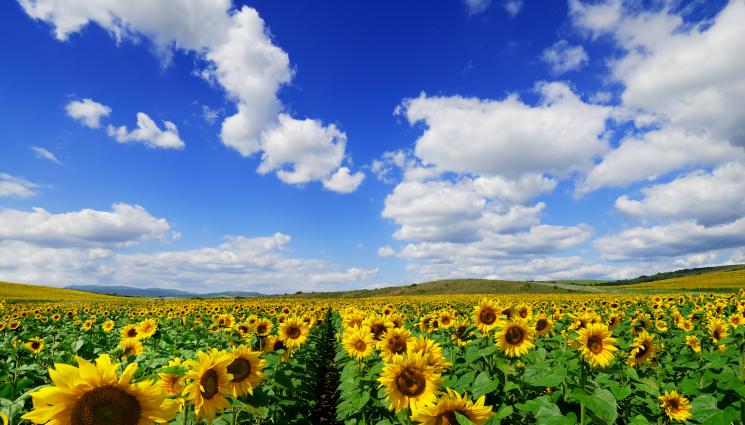 слънчоглед - Агро Телеграф: Украйна ни залива с евтин слънчоглед