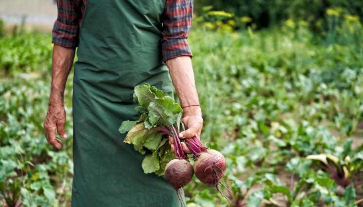 цвекло - Агро Телеграф: Сейте цвеклото до лук или фасул