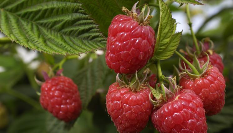 малини - Агро Телеграф: Малините мразят подгизнала почва