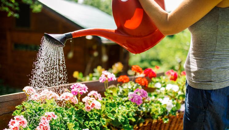 мушкато - Агро Телеграф: Мушкатото обича престояла вода