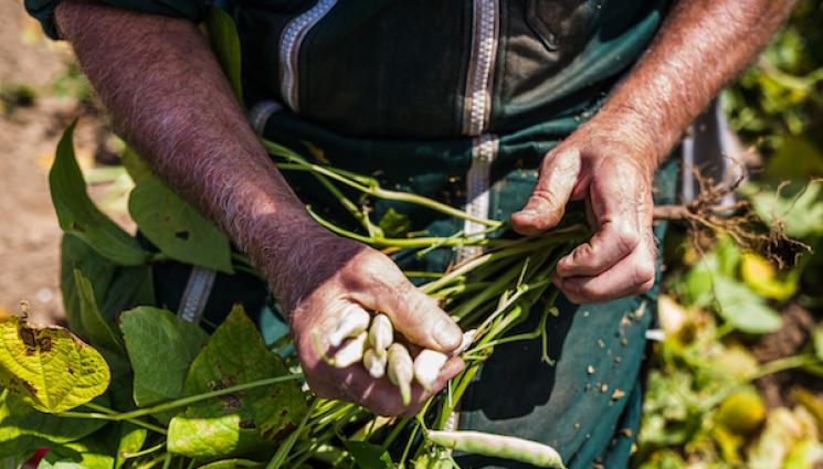 Фасулът - Агро Телеграф: Реколтата избърза заради горещините