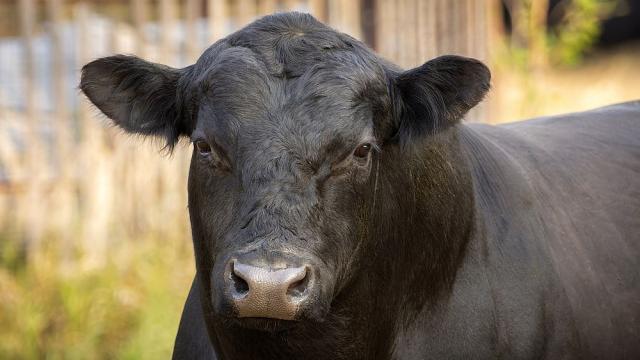 Бик се опита да си напазарува в магазин в София (ВИДЕО) 