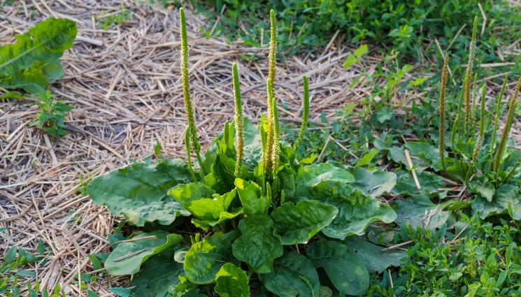 плевели - Агро Телеграф: БГ робот бори плевелите