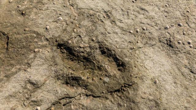 Заради сушата: Стъпки на динозаври отпреди 113 млн. г. се появиха в пресъхнала река (СНИМКИ)