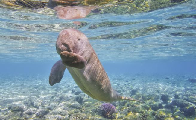 Учените бият тревога: Голям бозайник изчезва от водите на Китай