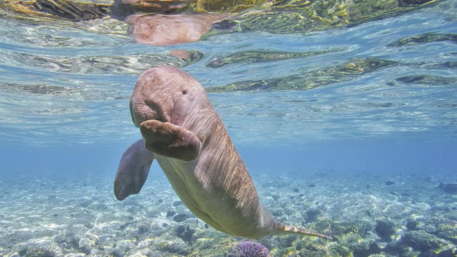 Учените бият тревога: Голям бозайник изчезва от водите на Китай