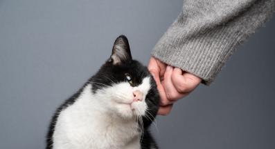 котка близък план