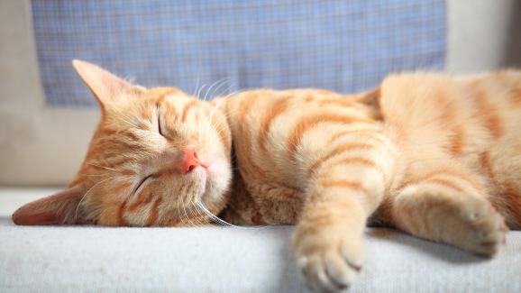 Защо котките потрепват в съня си