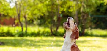 10 от породите кучета, които лаят най-много