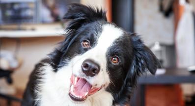 Бордър коли